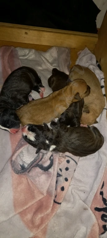 Щенки Американского Питбуля