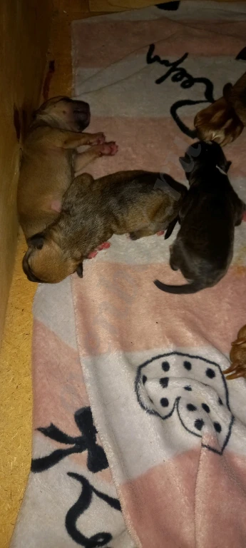 Щенки Американского Питбуля