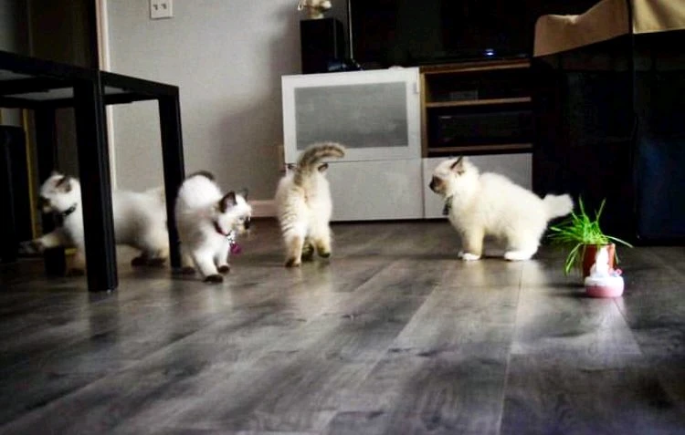 Котята Рэгдолл