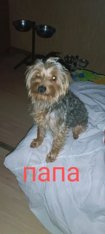 Йоркширский терьер щенки