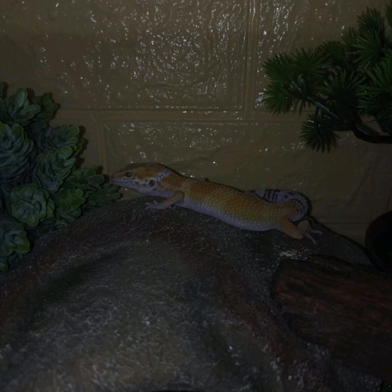 Эублефар с террариумом