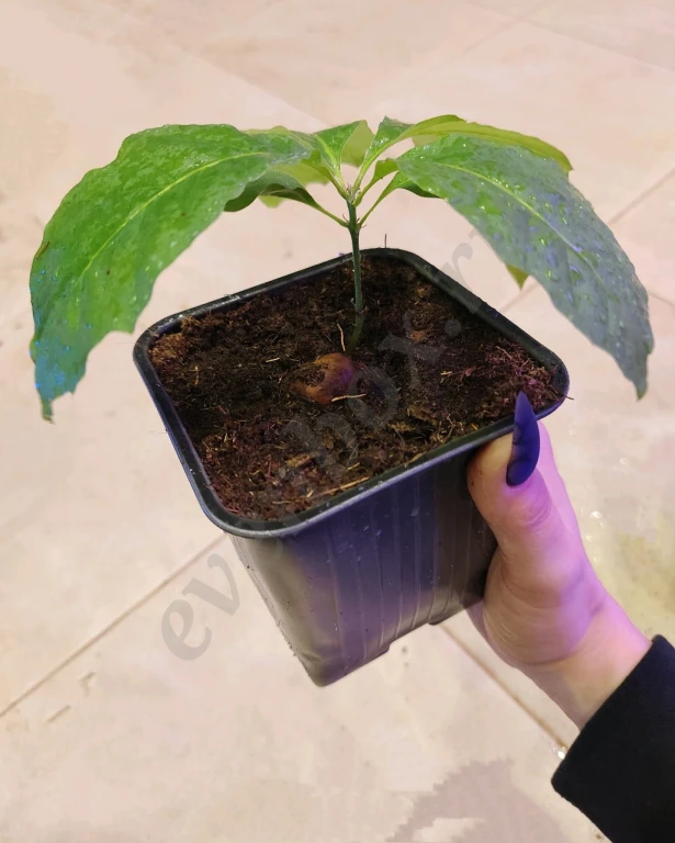 Саженцы красного дуба