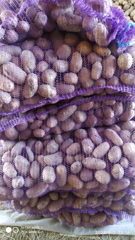 свойский картофель