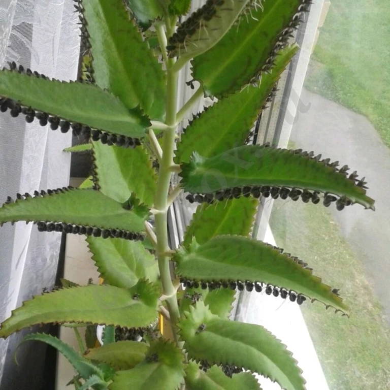 Отдаю каланхоэ лечебное и каланхоэ оранжевое