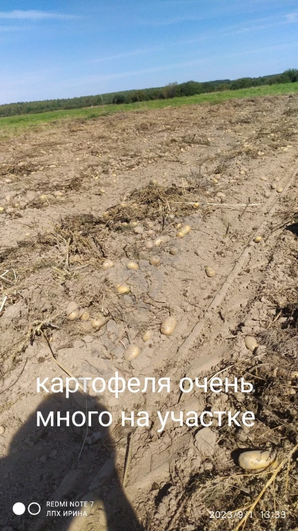 свойский картофель