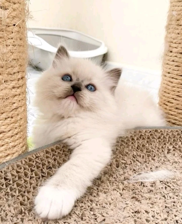 Девчушки Рэгдолл