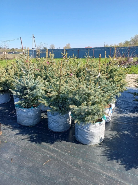 Туя Западная Смарагд 120-200 см, Туя Барабант, Ель Голубая