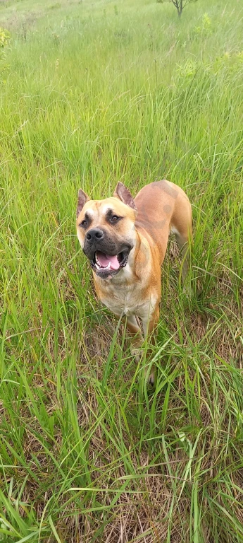 Щенки Американского Питбуля