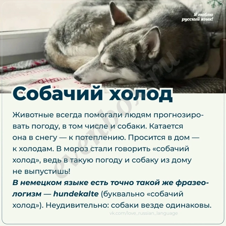 Репетитор по русскому языку и литературе для школьников