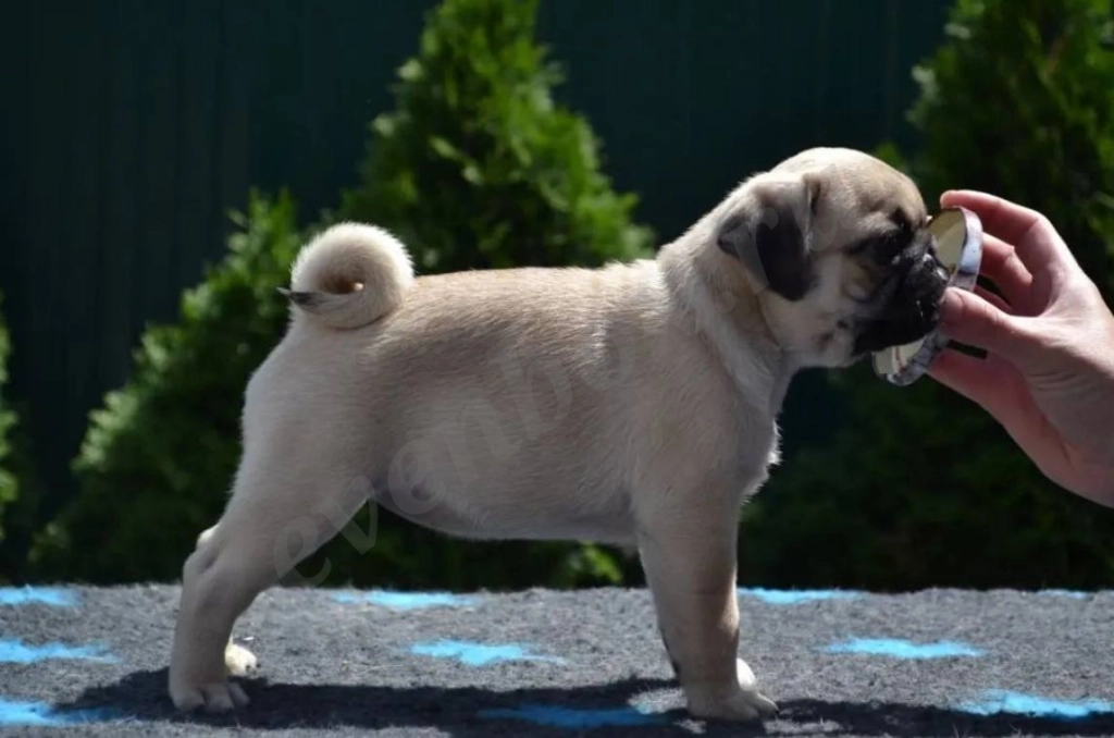 Щенки мопса двух окрасов