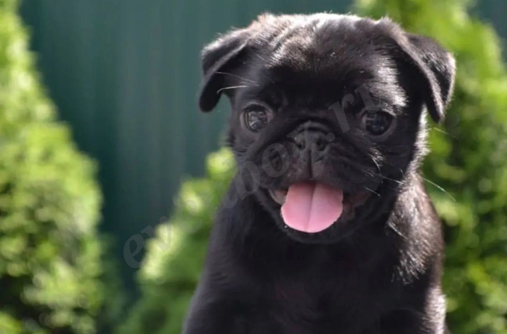 Щенки мопса двух окрасов