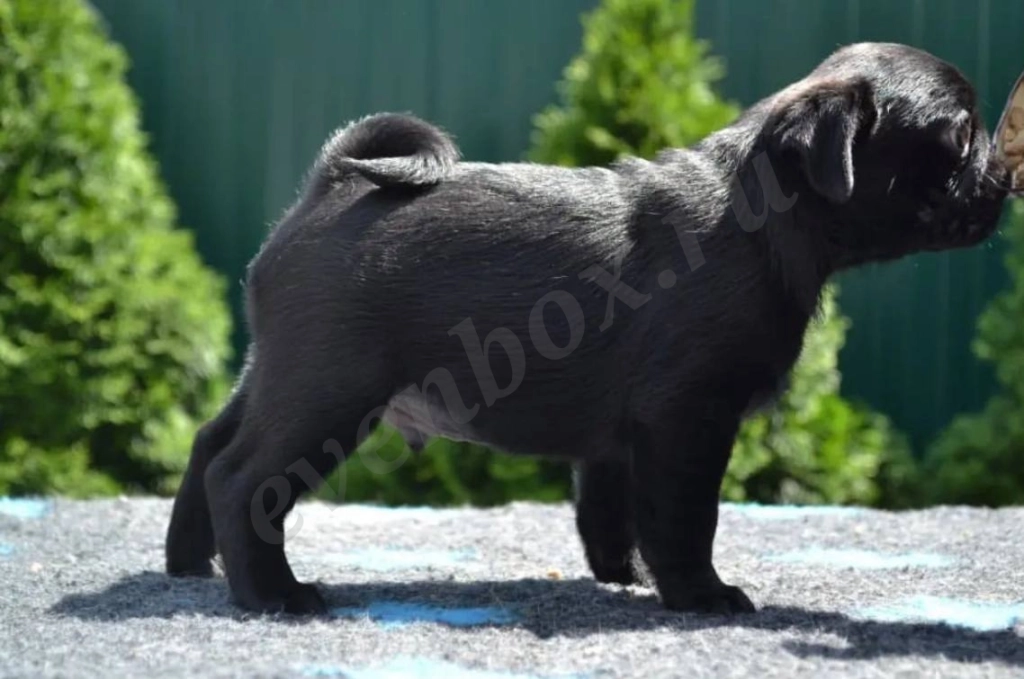 Щенки мопса двух окрасов