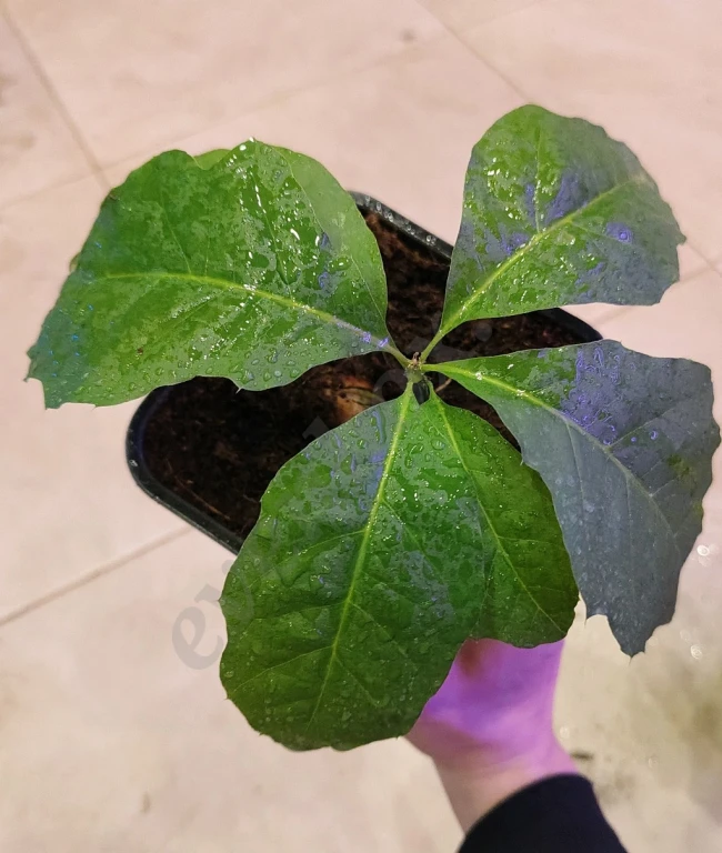 Саженцы красного дуба