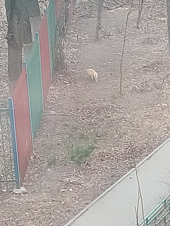 Помогать бездомным животным😺!!