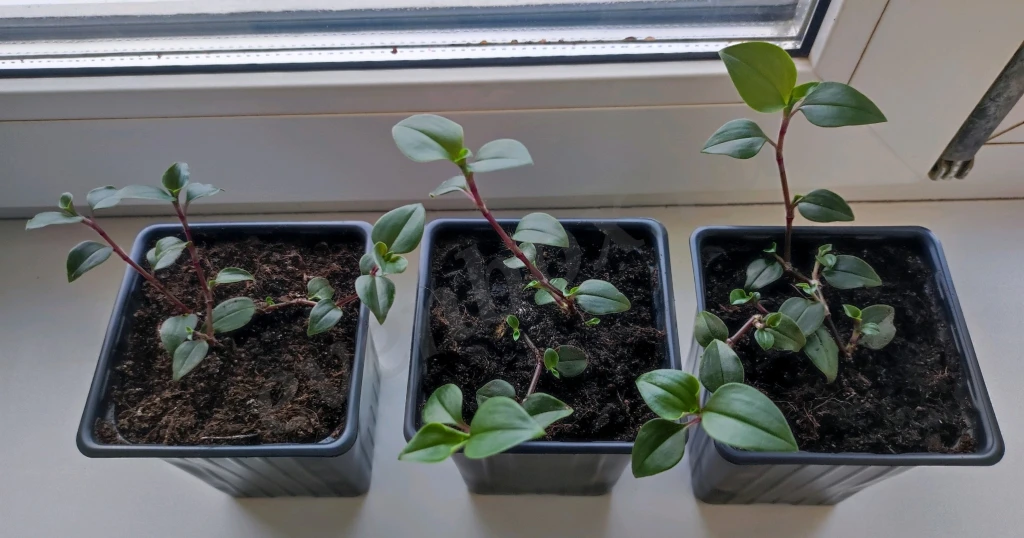 Рассада традесканции приречной