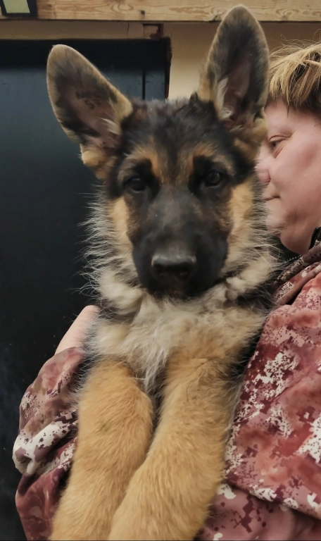 Щенки немецкой овчарки с родословной