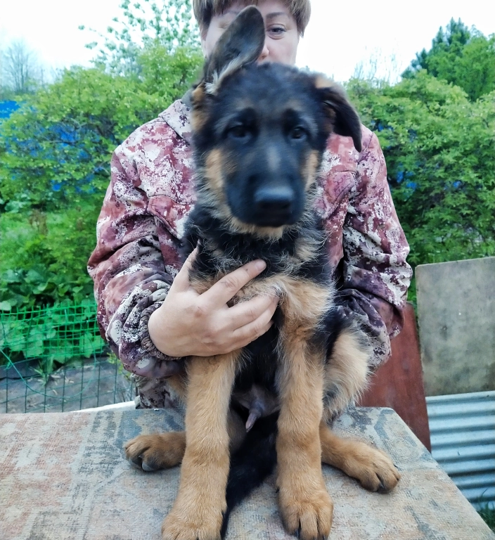 Щенки немецкой овчарки с родословной