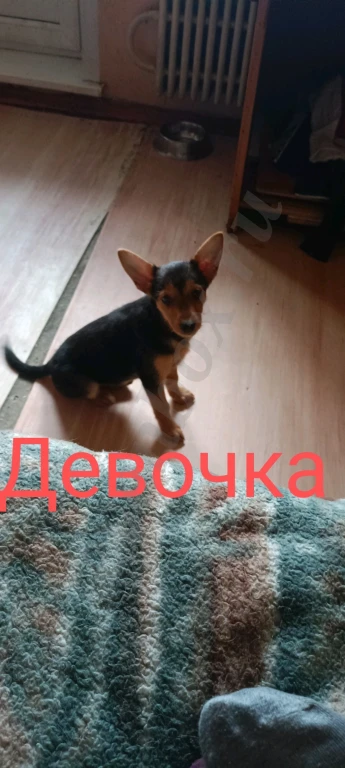 Йоркширский терьер щенки