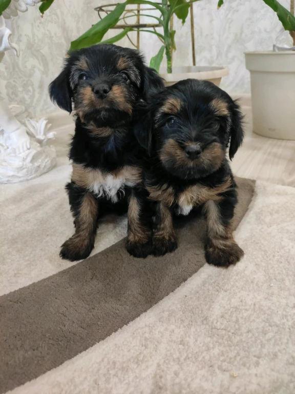 Йоркширский терьер щенки
