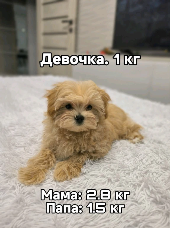 Мальтипу F1 baby face