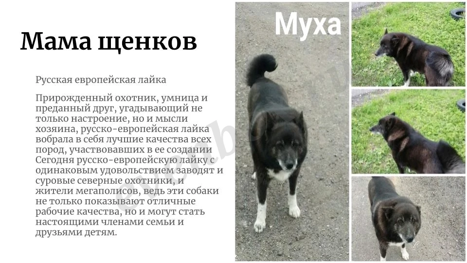 Девочка метис Лапхунт и РЕЛ