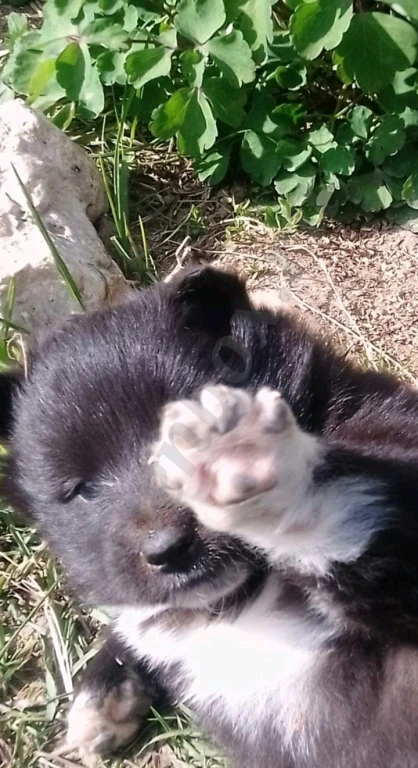 Девочка метис Лапхунт и РЕЛ