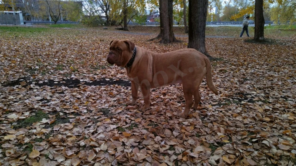ветеринарный врач экзотолог, онлайн консультации