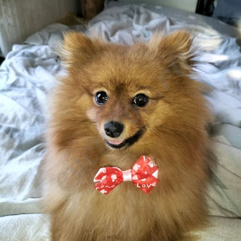 Малый немецкий шпиц