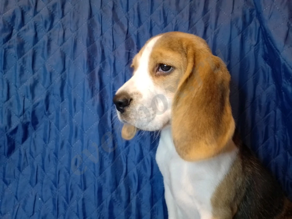 Щенок бигля