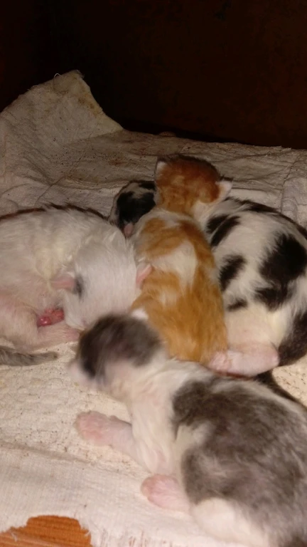 Сибирская порода