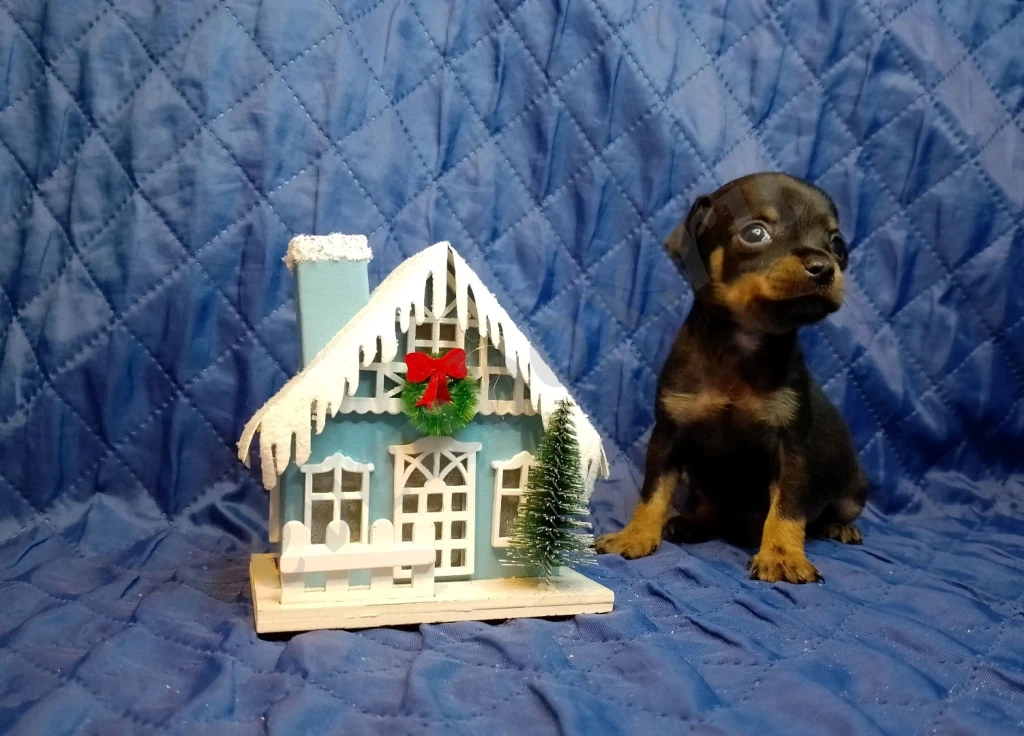 Щенки русского тоя