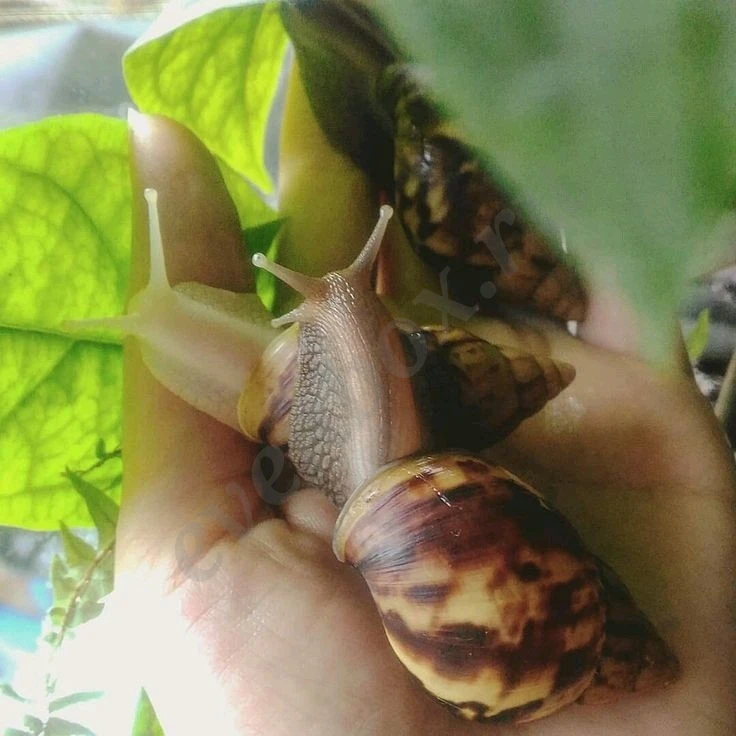 Породистые улитки сухопутные