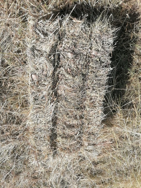 сено в рулонах и квадратных тюках