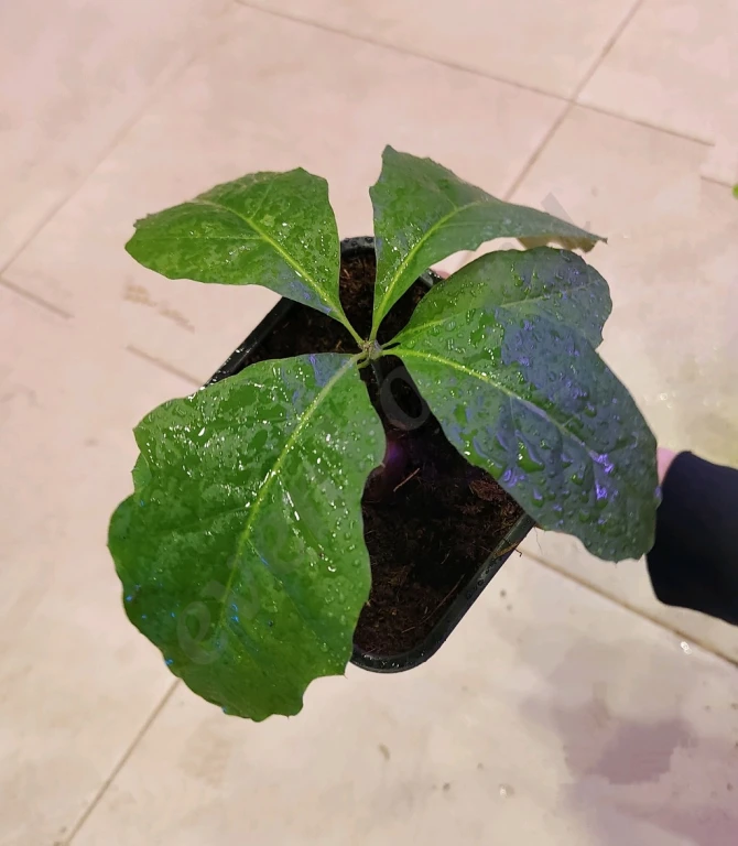 Саженцы красного дуба