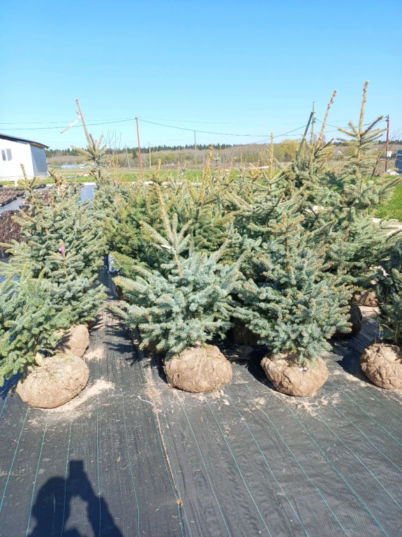 Туя Западная Смарагд 120-200 см, Туя Барабант, Ель Голубая