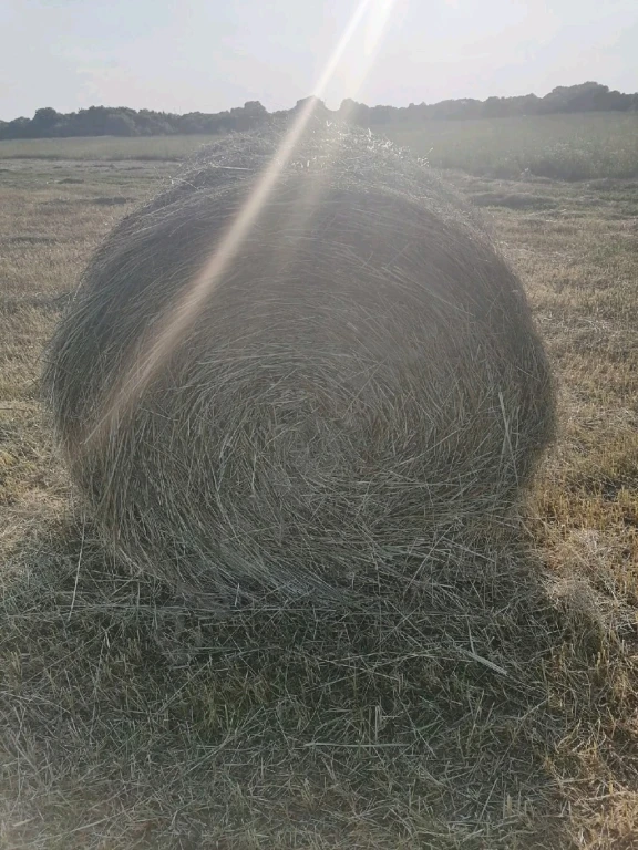 сено в рулонах и квадратных тюках