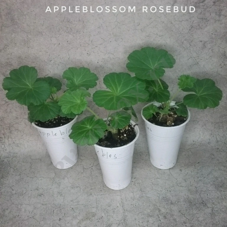 Пеларгония герань Appleblossom rosebud, Brocade salmon night