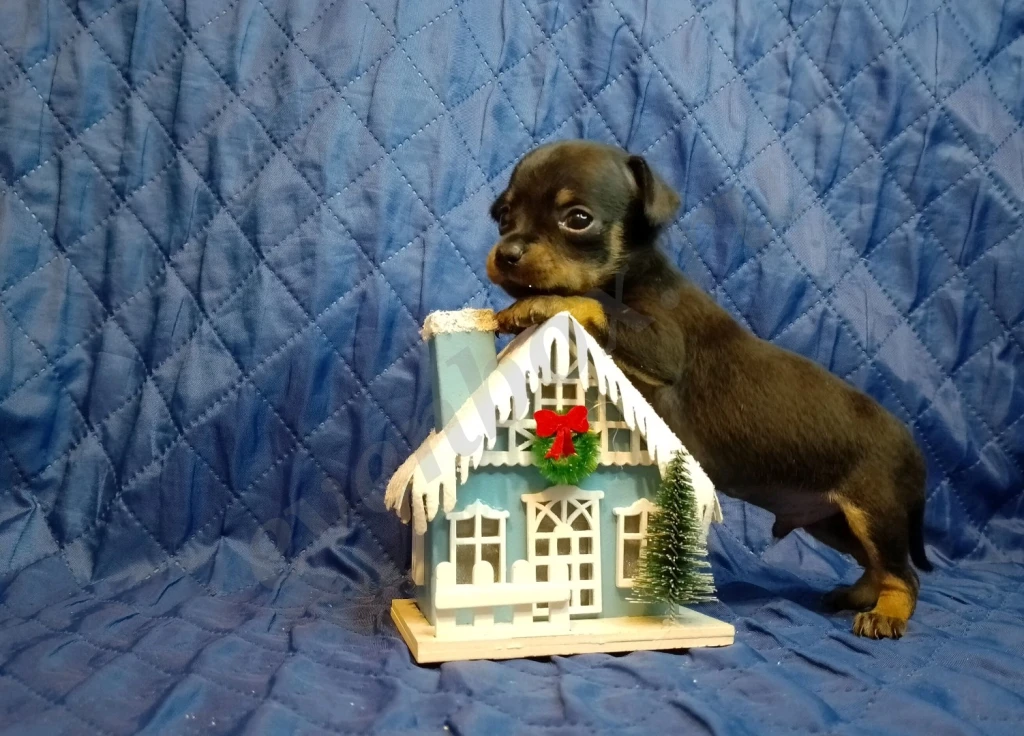 Щенки русского тоя