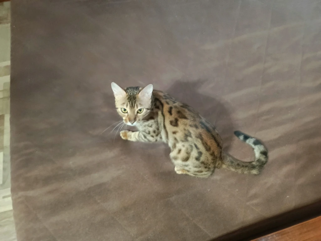 Бенгальская кошка