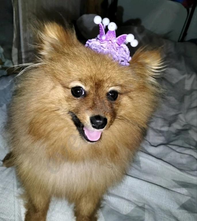 Малый немецкий шпиц