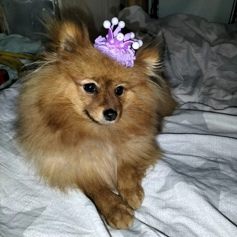 Малый немецкий шпиц