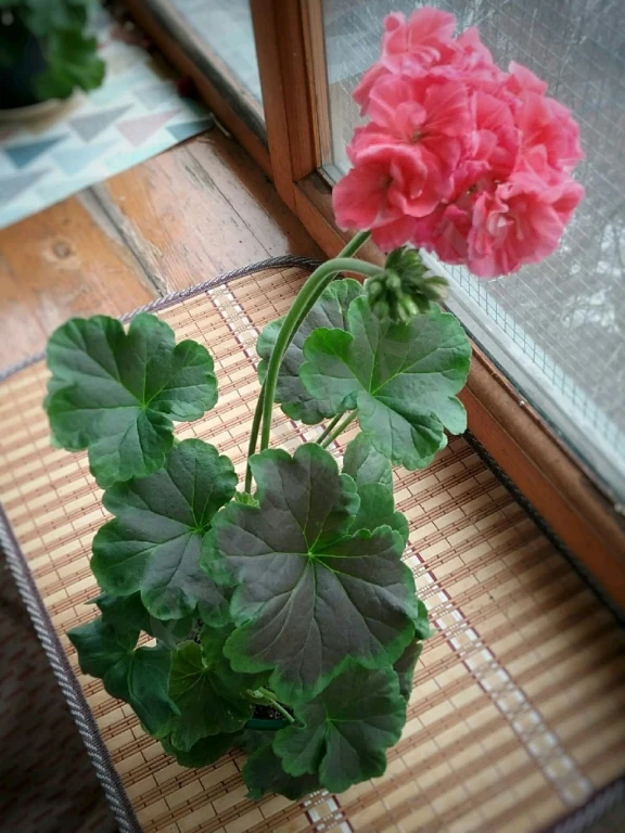 Пеларгония герань Appleblossom rosebud, Brocade salmon night