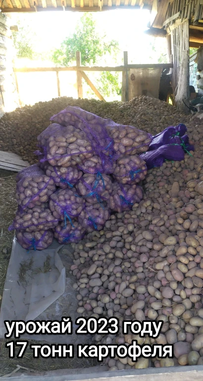 свойский картофель