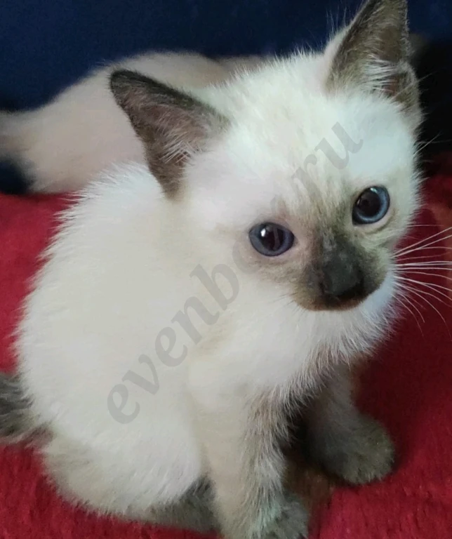 Чистокровные тайские котята
