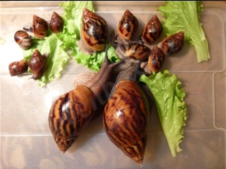 Породистые улитки сухопутные