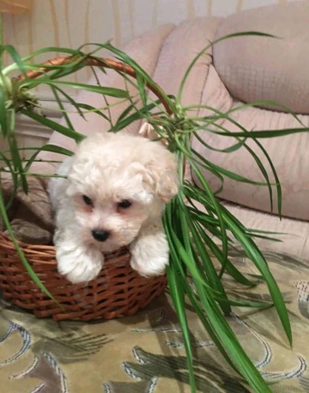 Бишон Фризе