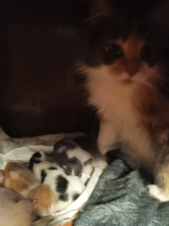 Сибирская порода