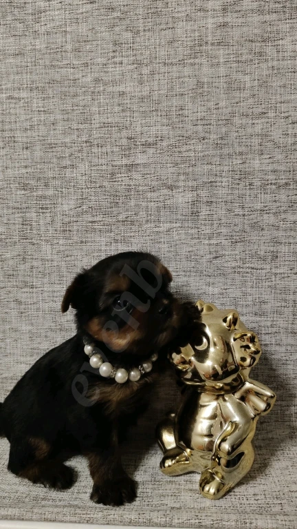 Йоркширский терьер