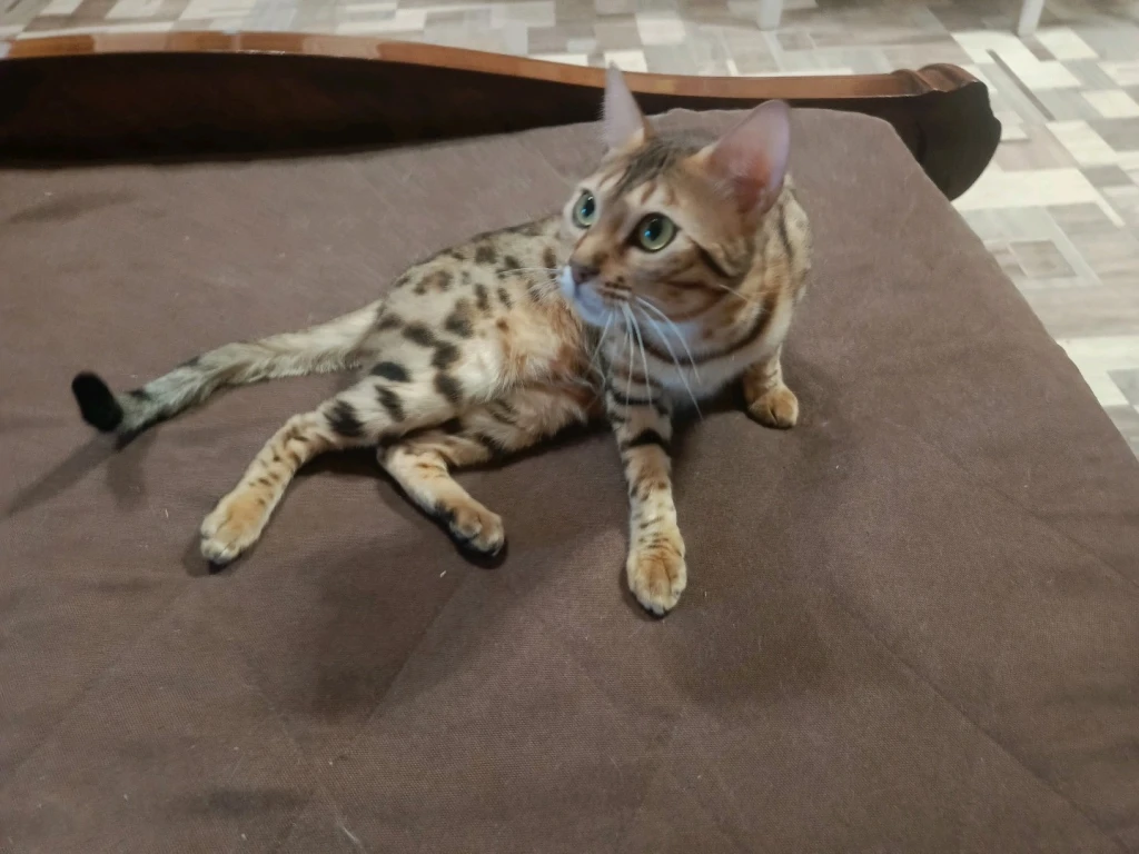 Бенгальская кошка