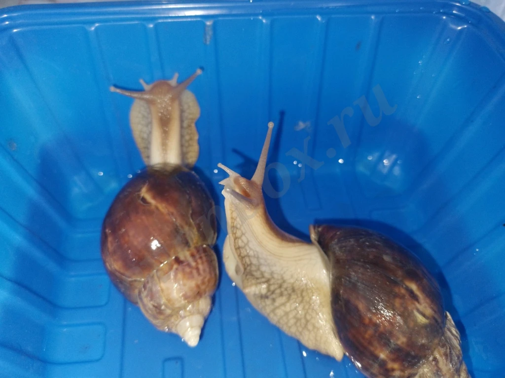 Породистые улитки сухопутные